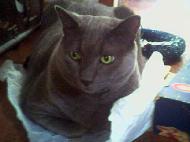 Pranas, gray shorthaired cat