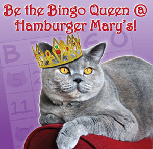 bingo for cats
