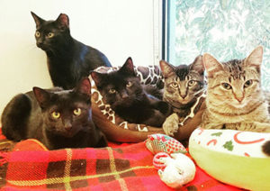 Adopt A Chicago Cat Or Kitten Harmony House For Cats