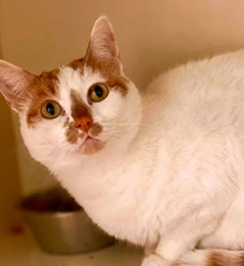 Cat for adoption - Poki, a Domestic Short Hair in Chicago, IL